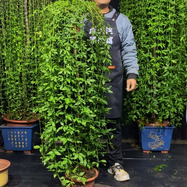 探春花，一物一拍，