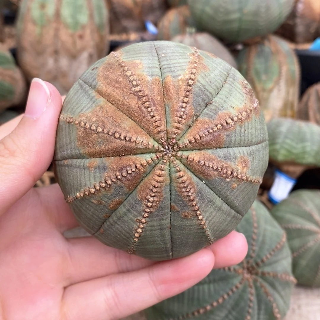 15布纹球精品一物一拍