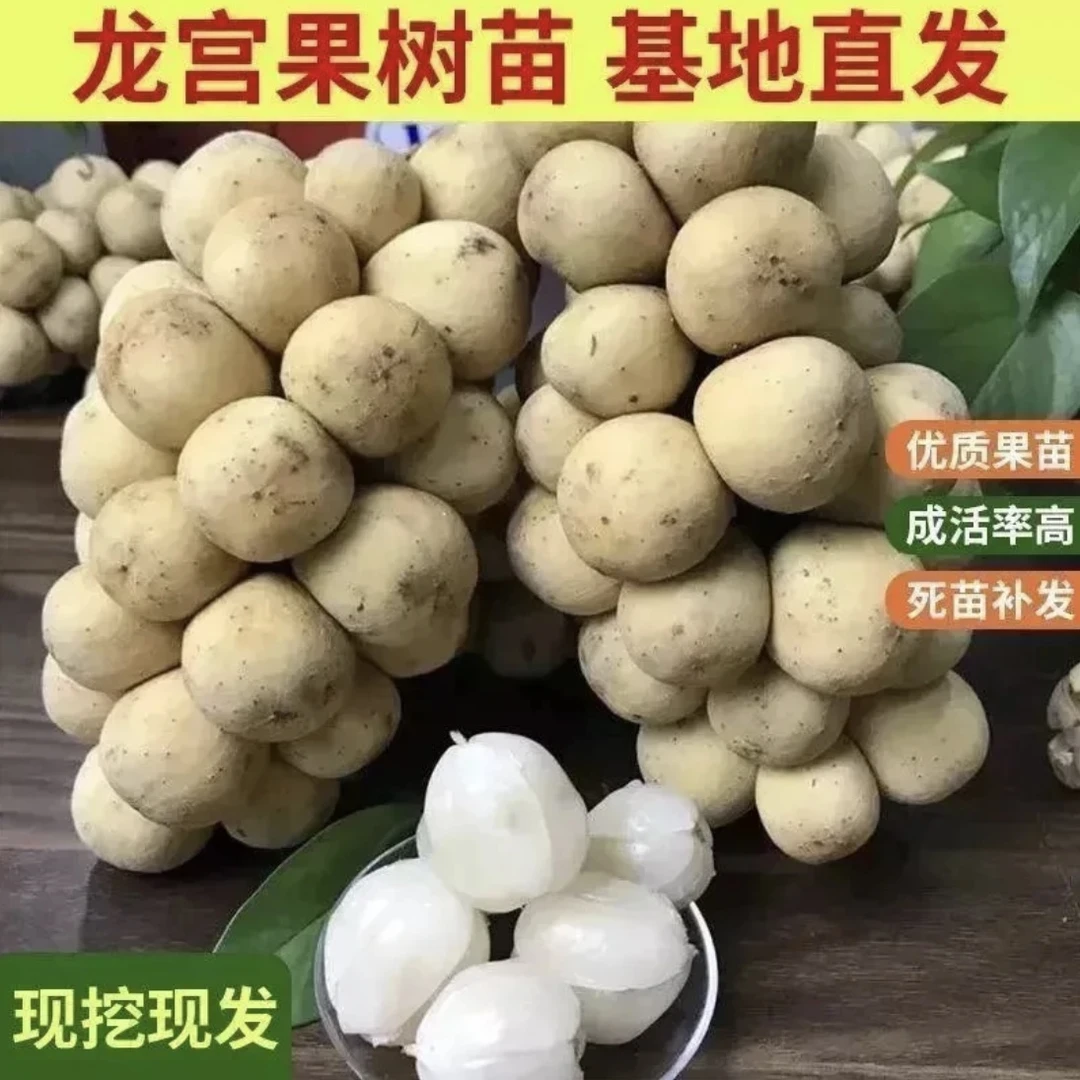 j正宗嫁接龙宫果苗泰国龙宫果树苗盆栽地栽果树苗南北种植