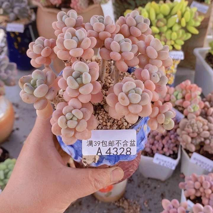 泰**"洛可可10cm4328多肉植物
