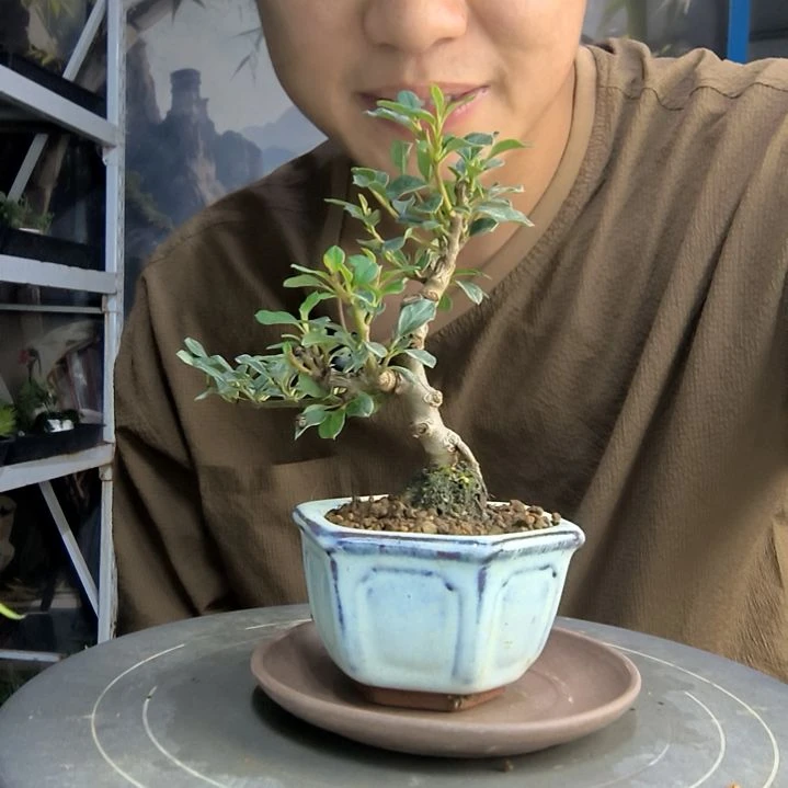 福***️中青园艺一物一拍292