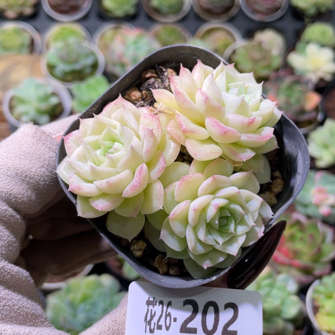 花利美26-202白天鹅
