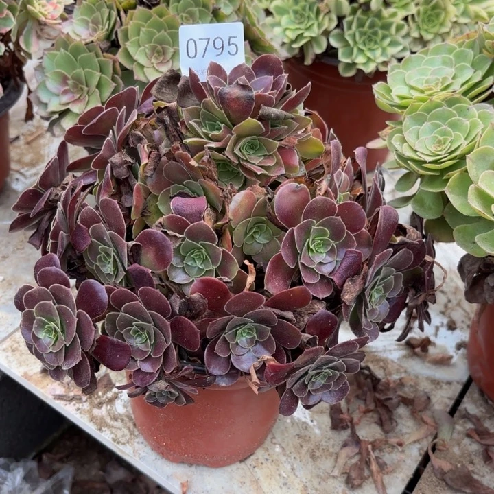梅花博迪多肉处理不包断头0795