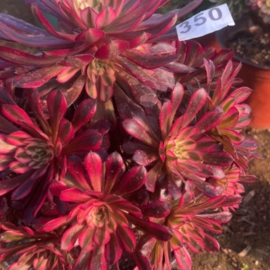 350红铜白多肉植物，台