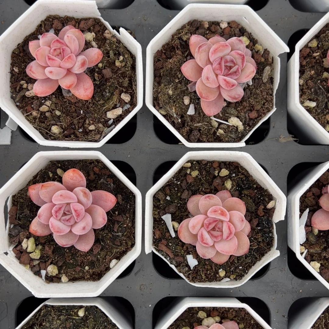 星星雪3cm到手1颗量拍多肉满18元包邮下午发货