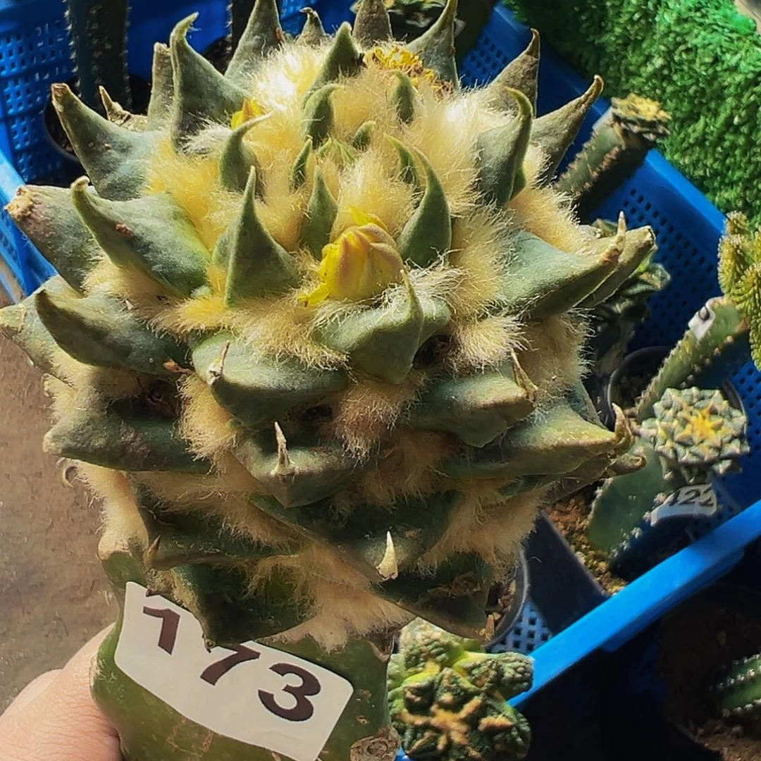 无花朵福利龙芽牡丹173
