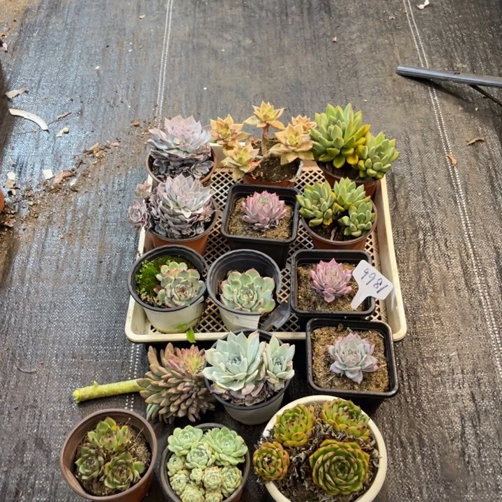 不包断15个多肉9981