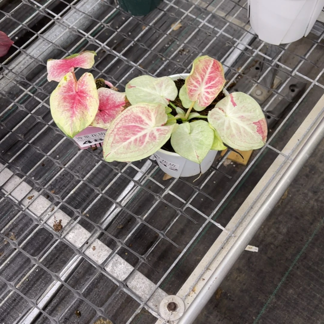 喵***～无花朵           481.482光辉天堂不包售后