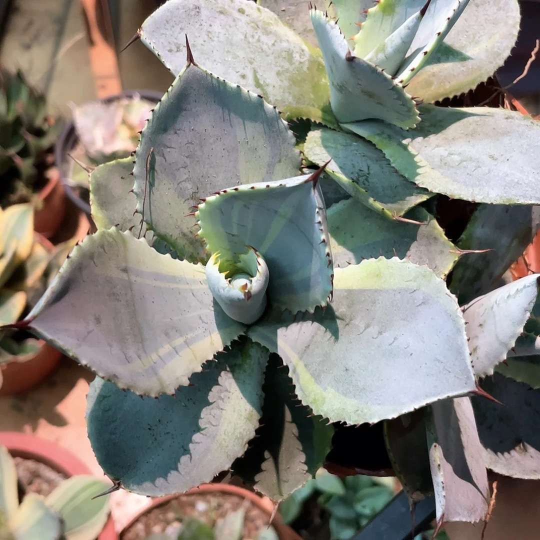 龙爪腹轮锦龙舌兰