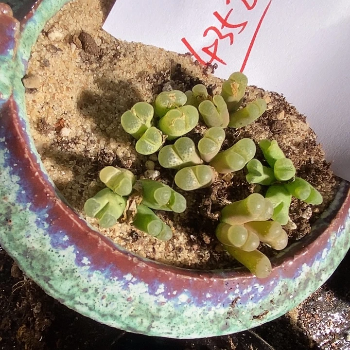 4352。   一组一组。   多头群生风铃。