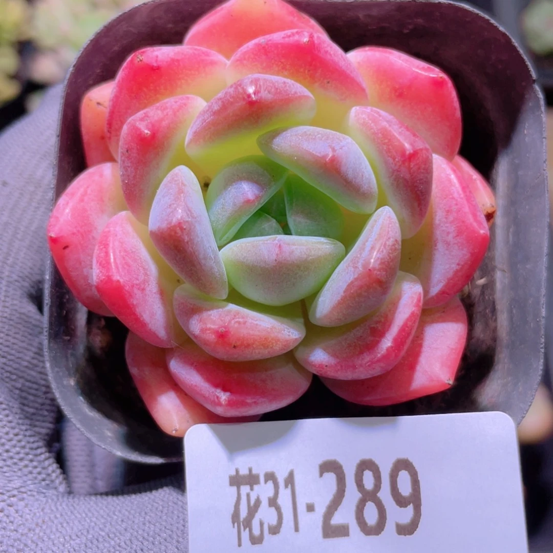 花利美31-289冰糖