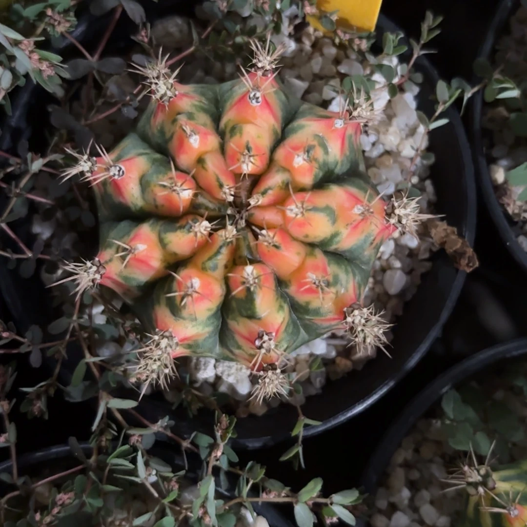 262-1208泰国发货多肉