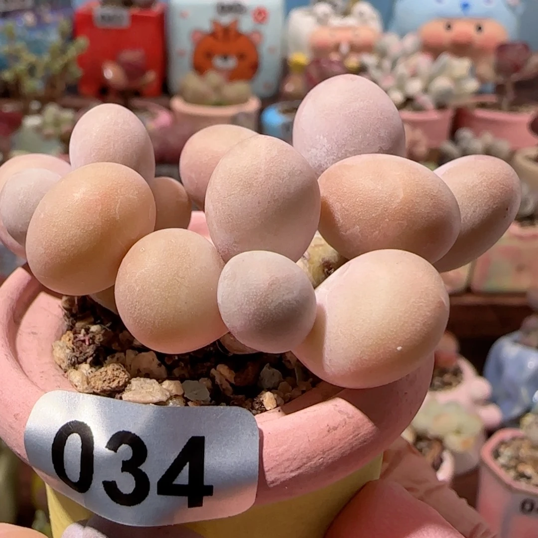三头蛋黄奶 盆口3.5cm