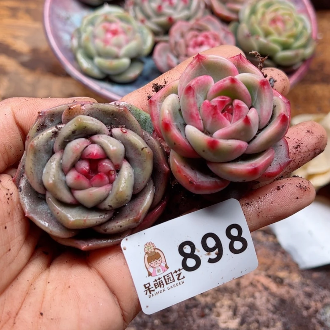 多肉植物多肉植物