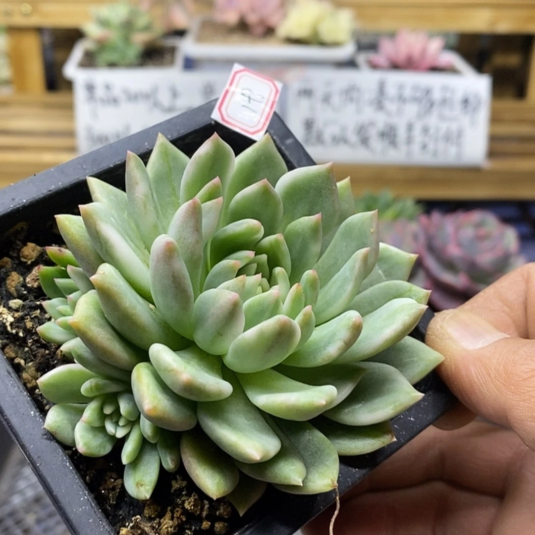 06199 红酒锦多肉