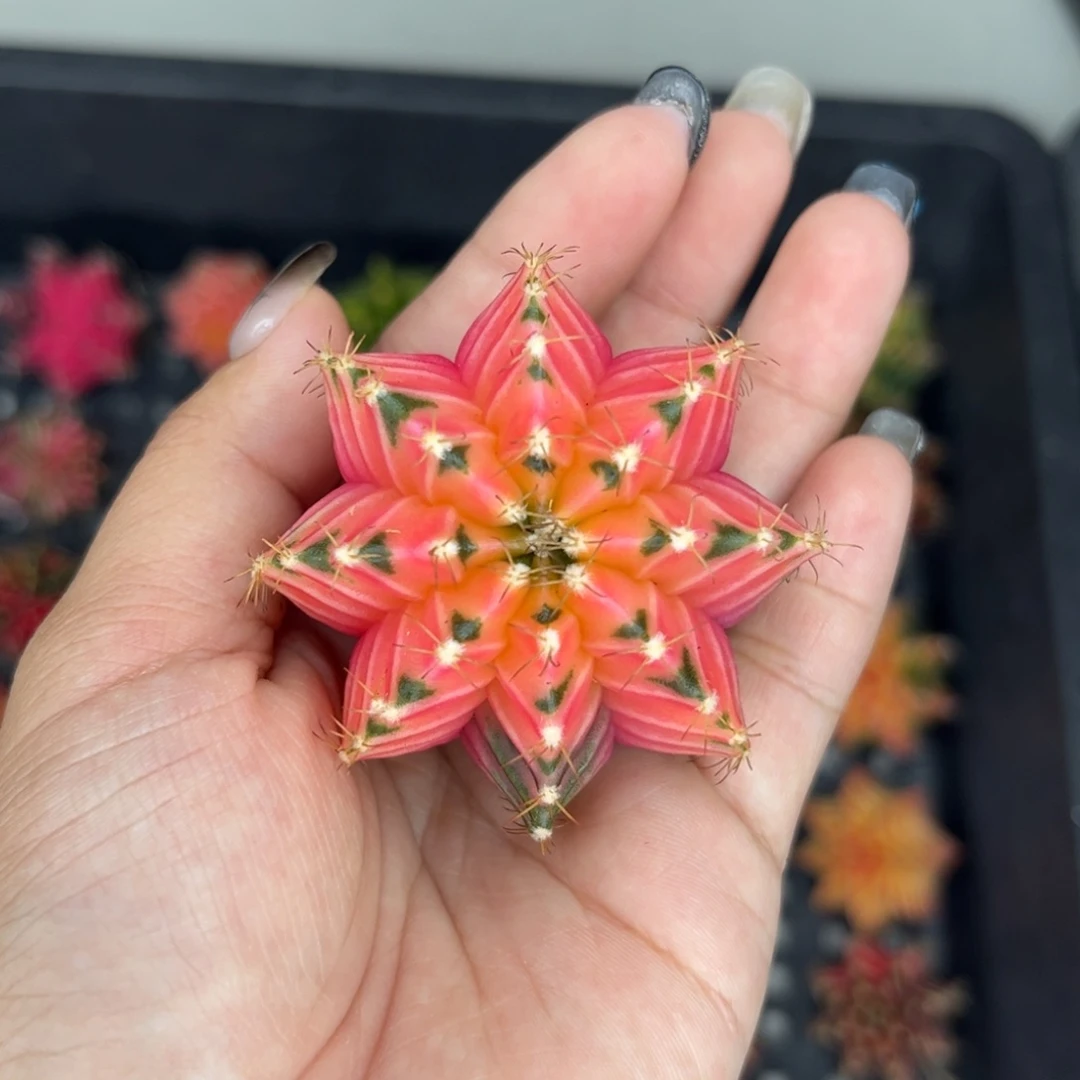 泰系米哈锦，实生裸根