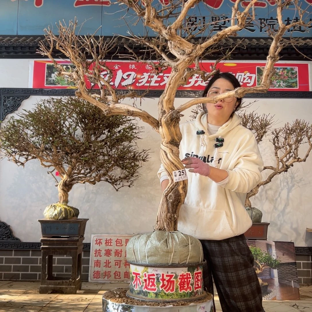 无花朵金银花888888