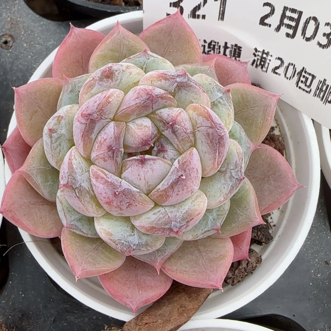 花语逸镜0203-321