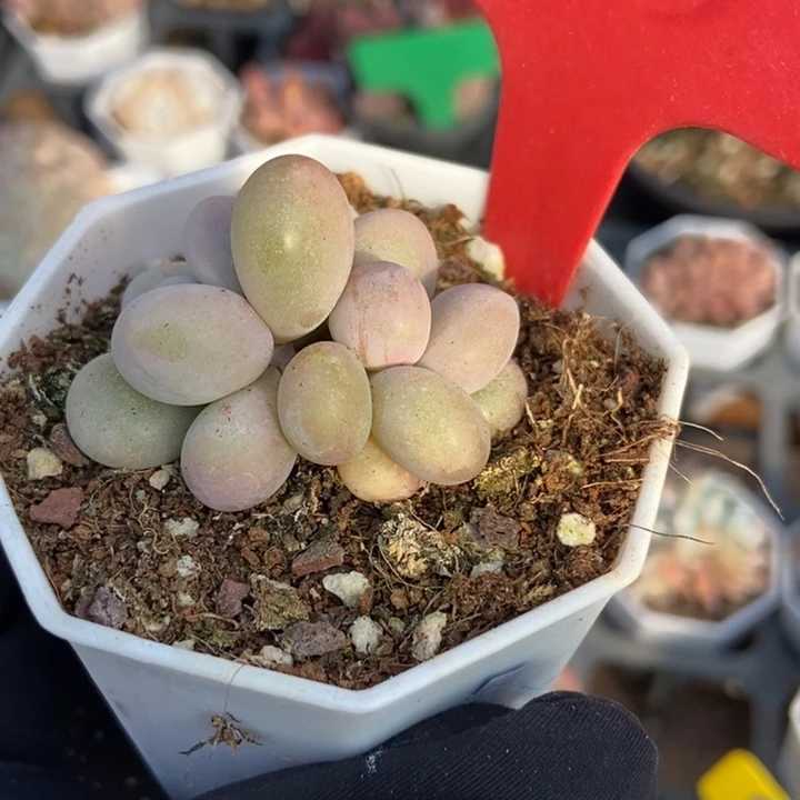 1733彩虹奶多肉植物保护