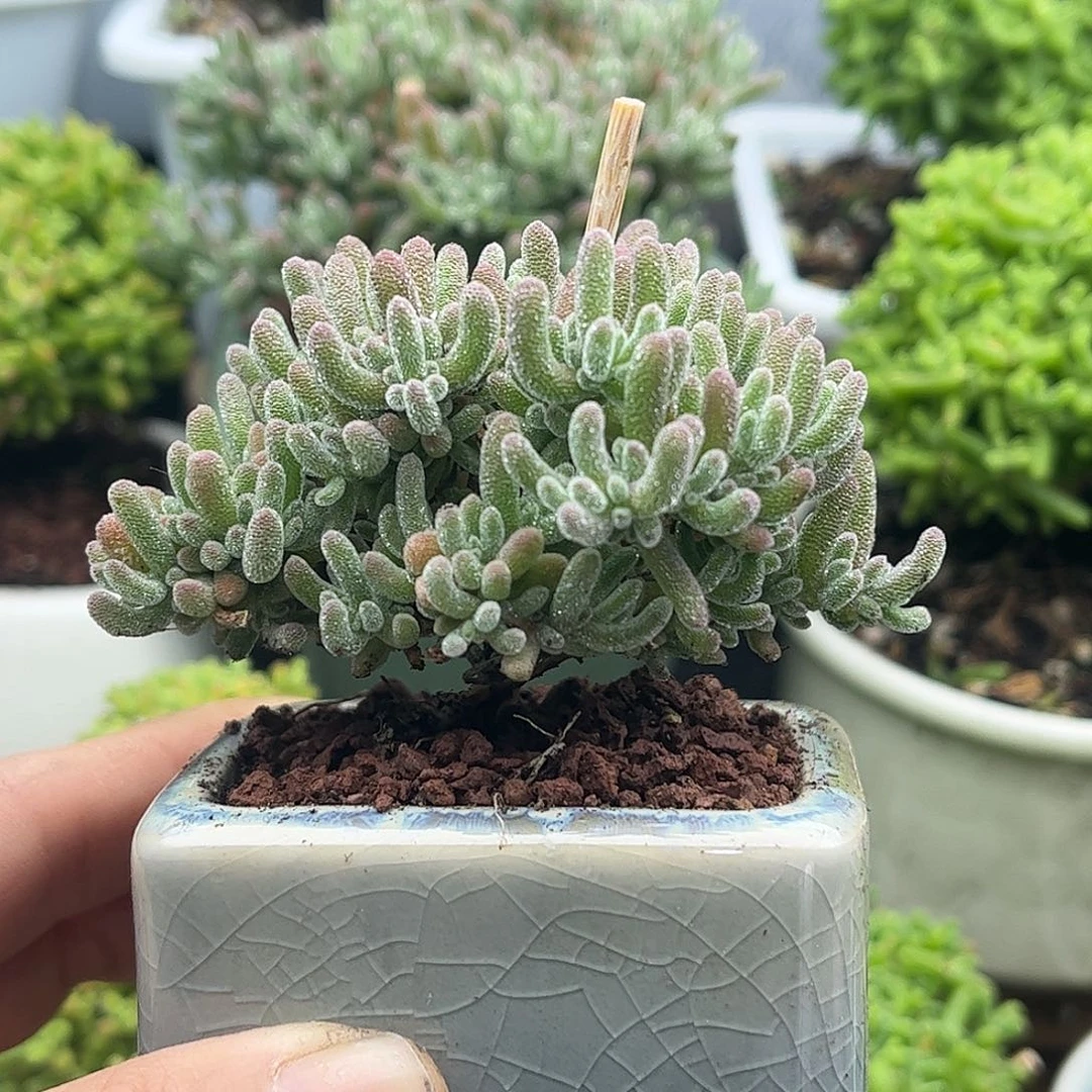 008冰晶带盆优选枝干番杏