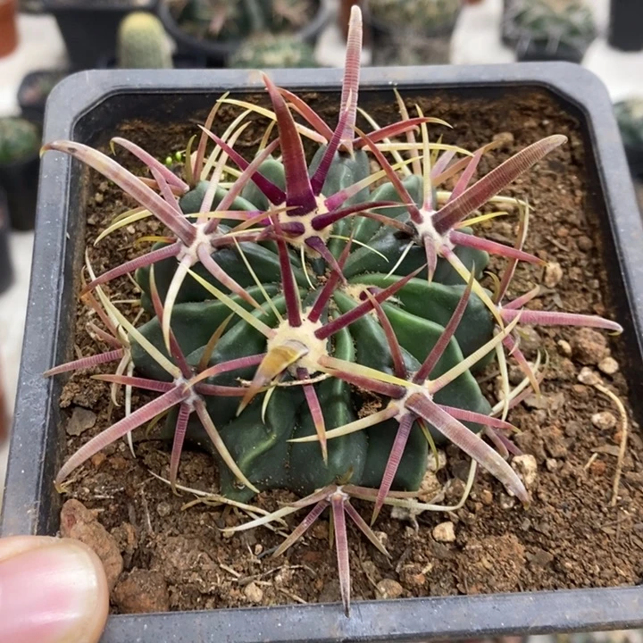 实生宽刺日出特价