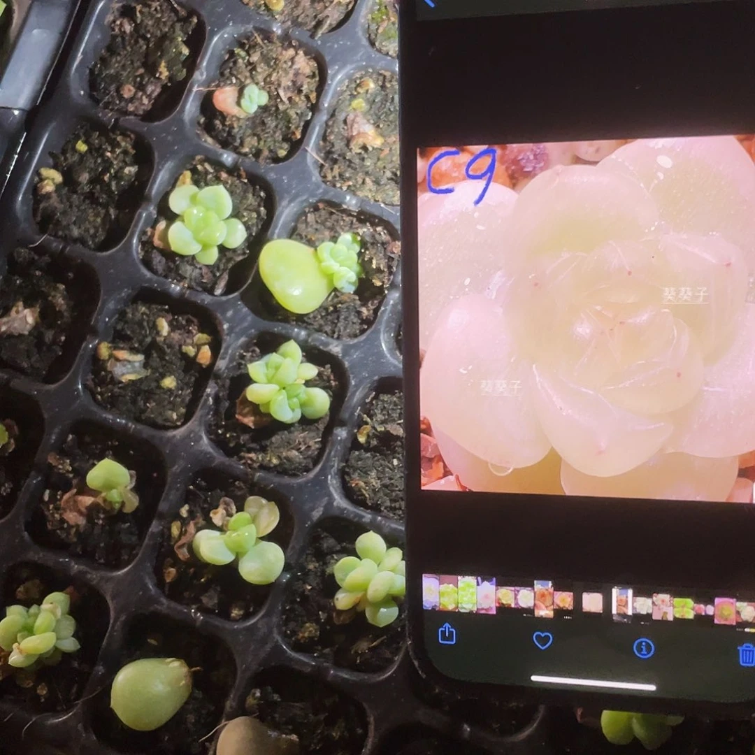 财9 中苗穴一个满25包邮