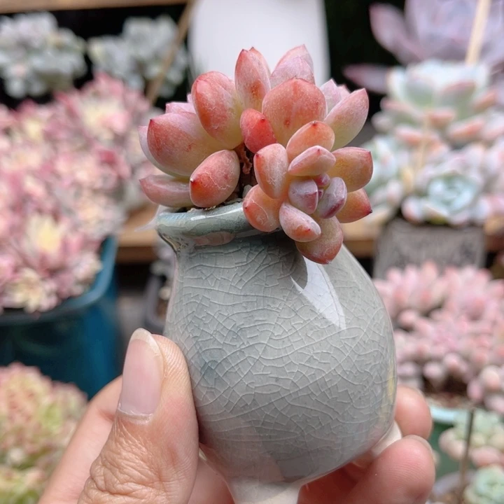 021 带陶瓷盆发货 满28包邮