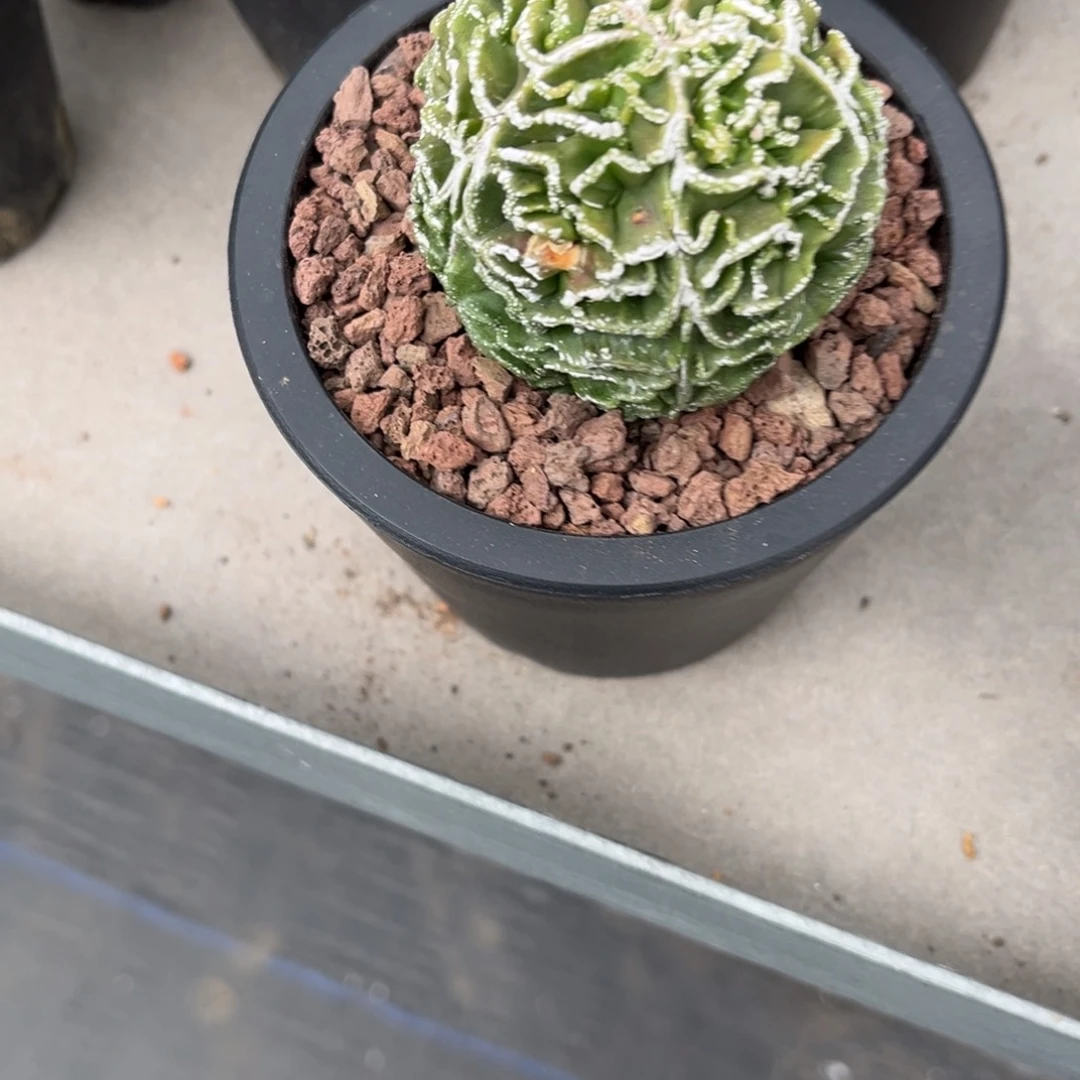 ?****?核桃一物一拍