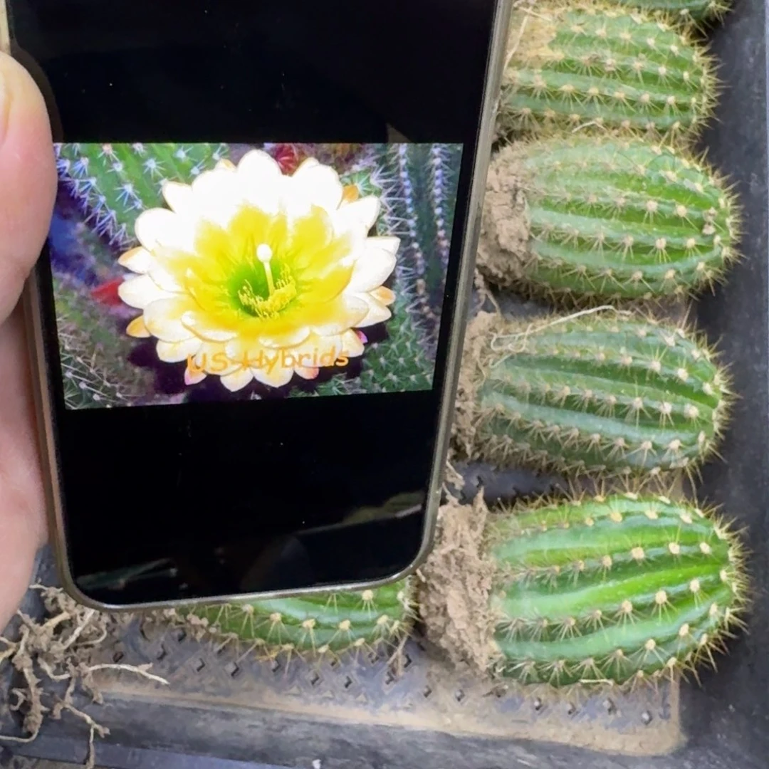 334毛绿眼睛根斑8公分左右，20包邮