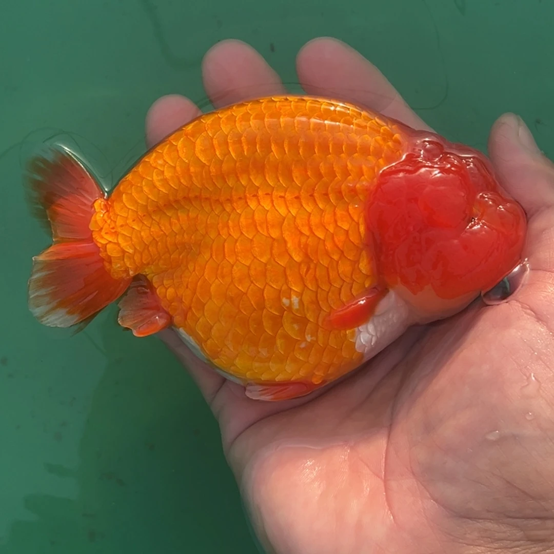 光***金鱼101010101010101010