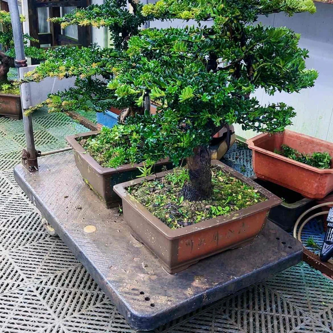 【闪购商品】无花朵赵*