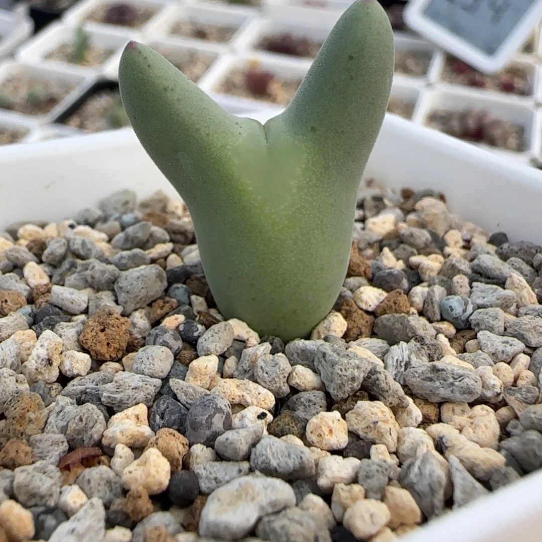 大嘴将多肉植物一颗