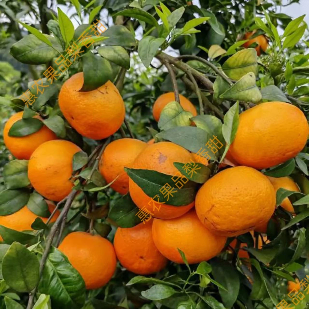 【梨香甜选货标准】正宗武鸣老树花皮沃柑皮薄肉厚一口爆汁爆甜