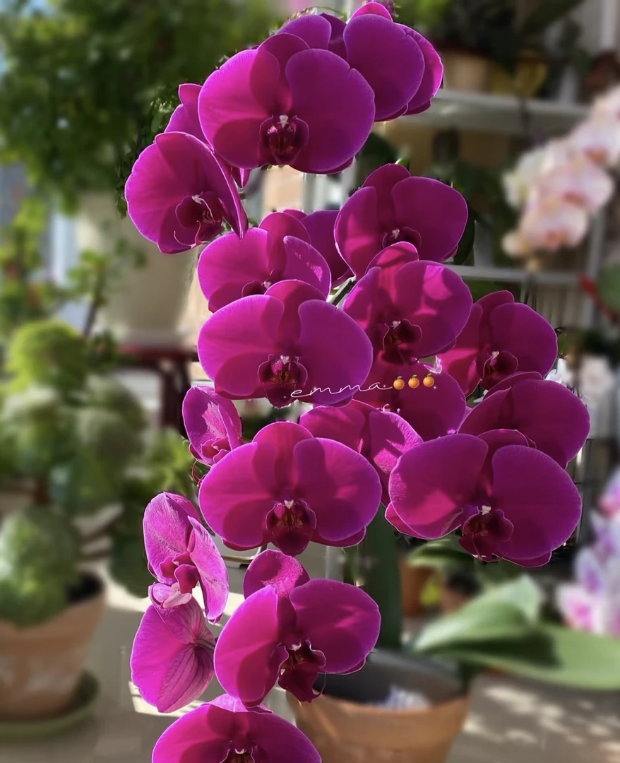 大花型【红杉】2.8寸杯带花剑发货，全场任意两颗包邮