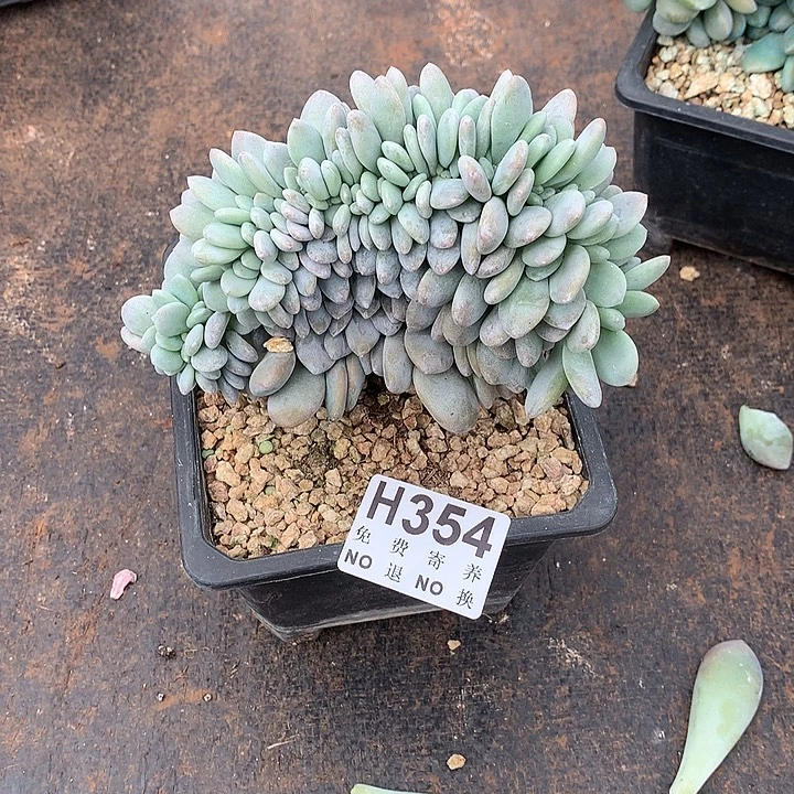 粉兔缀化 非偏远38包邮 节后发