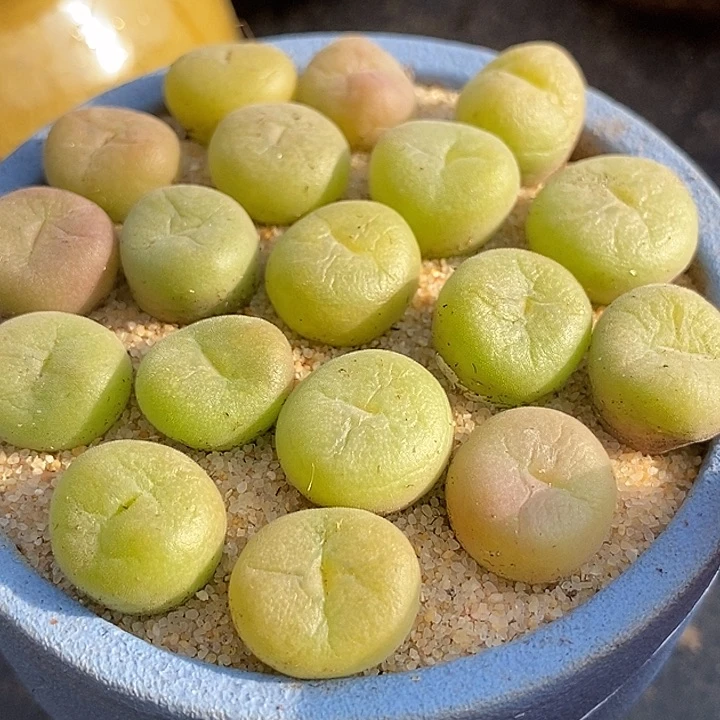 单头空卡佛一颗