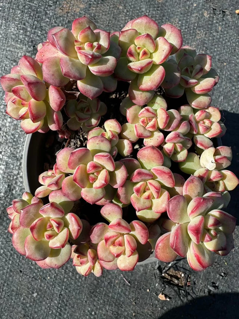 散装探戈多肉【满19包邮】