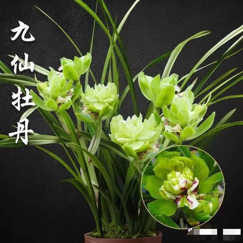 7春兰-九仙牡丹 苗盆栽兰草浓香室内花卉绿植盆栽兰花