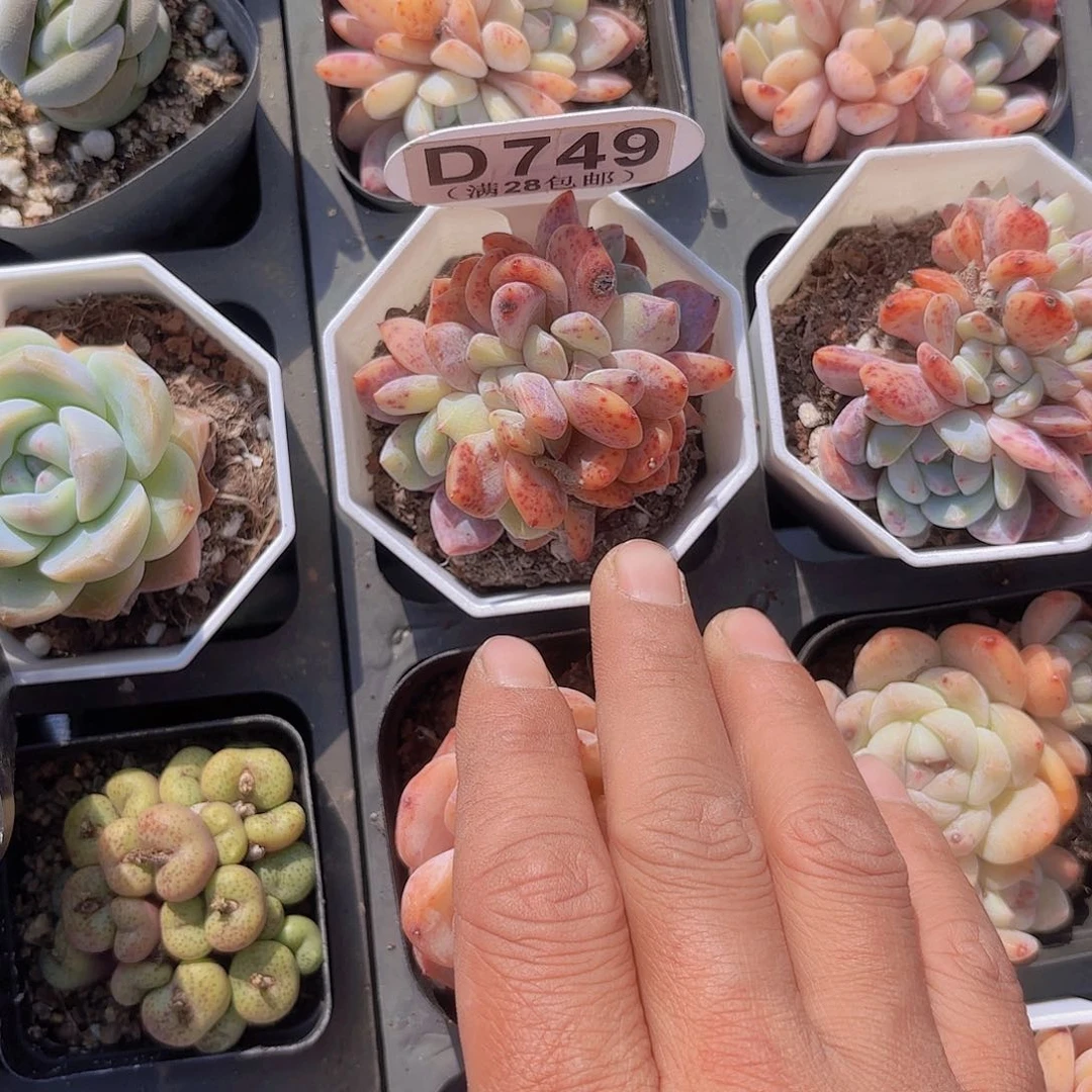 D749星影朵朵一物一拍