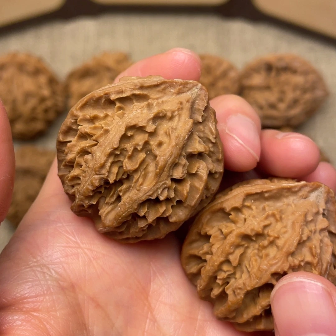 核桃秦岭核桃10号