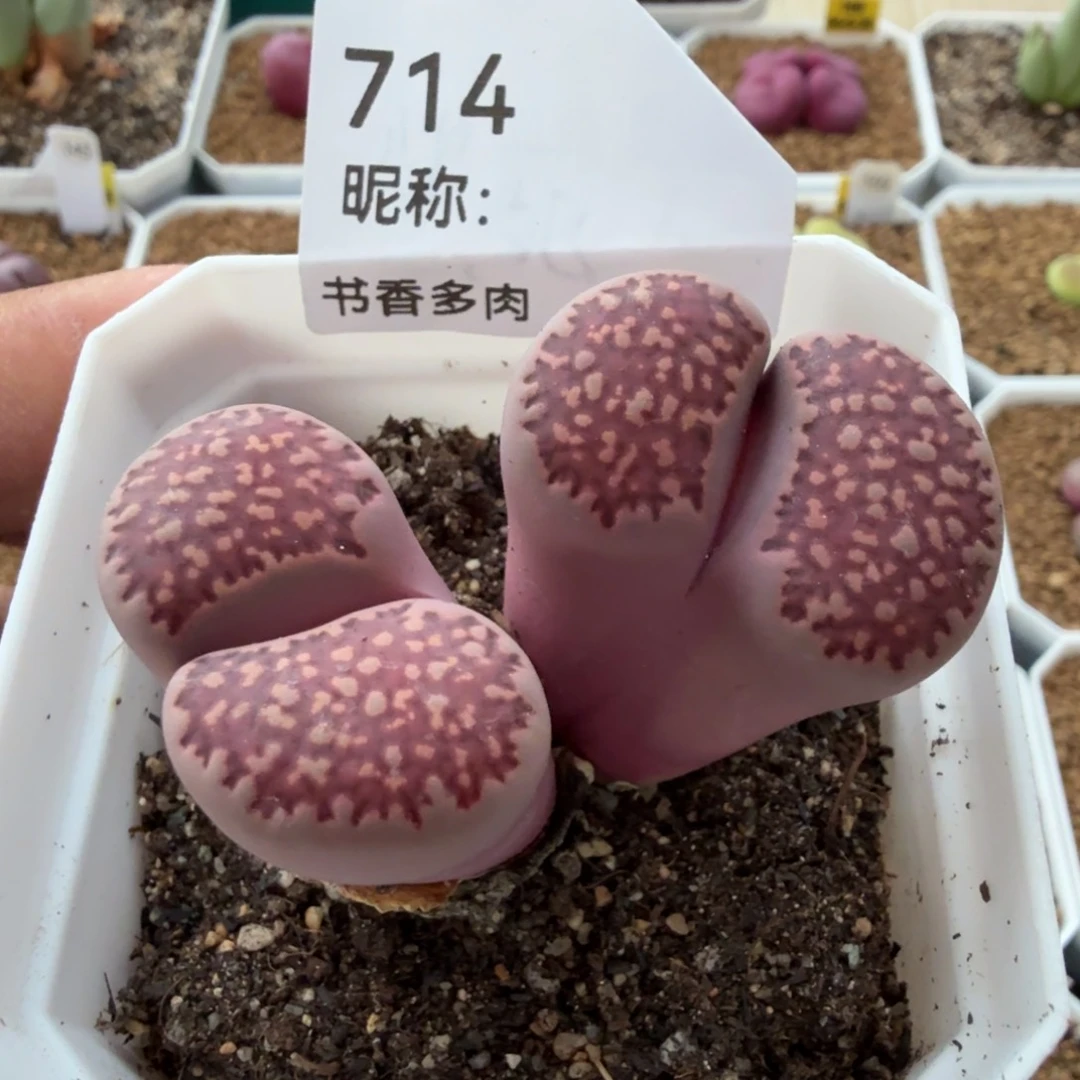 多肉植物多肉植物多肉植物