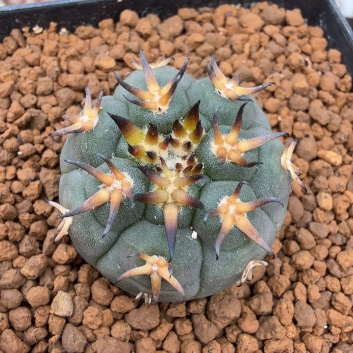 实生猫爪（满28包邮）1490