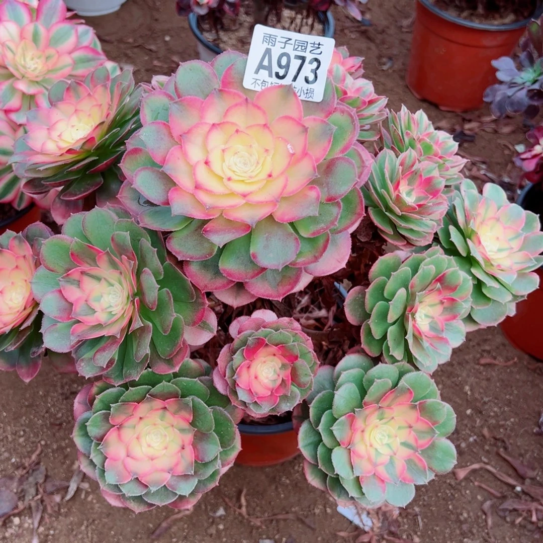 973荔枝雨子多肉植物