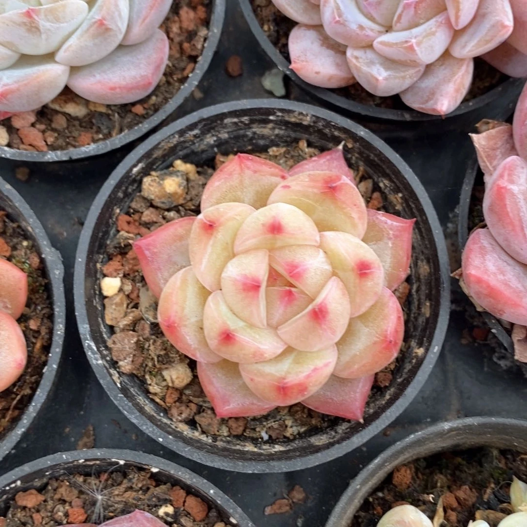 精品多肉一物一抵不包整94