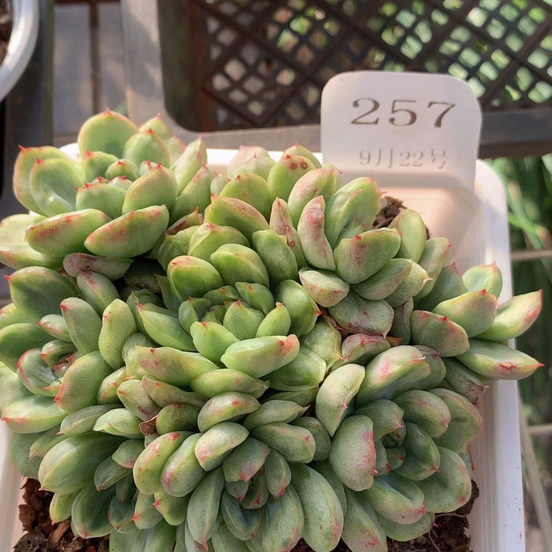 【闪购商品】云257号冰天使锦