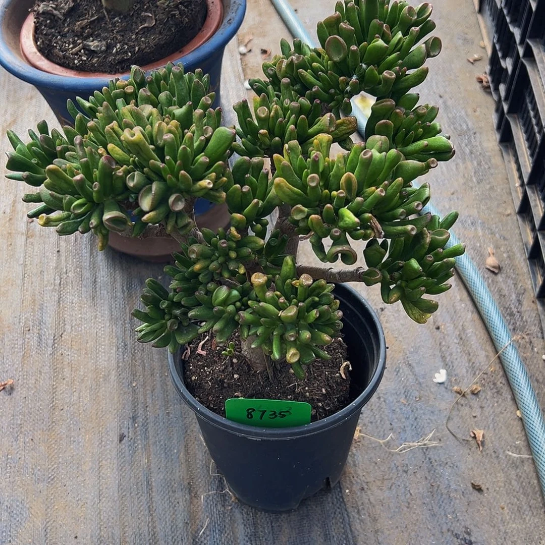 荣***8稀有马蹄吸财树带盆发货8735