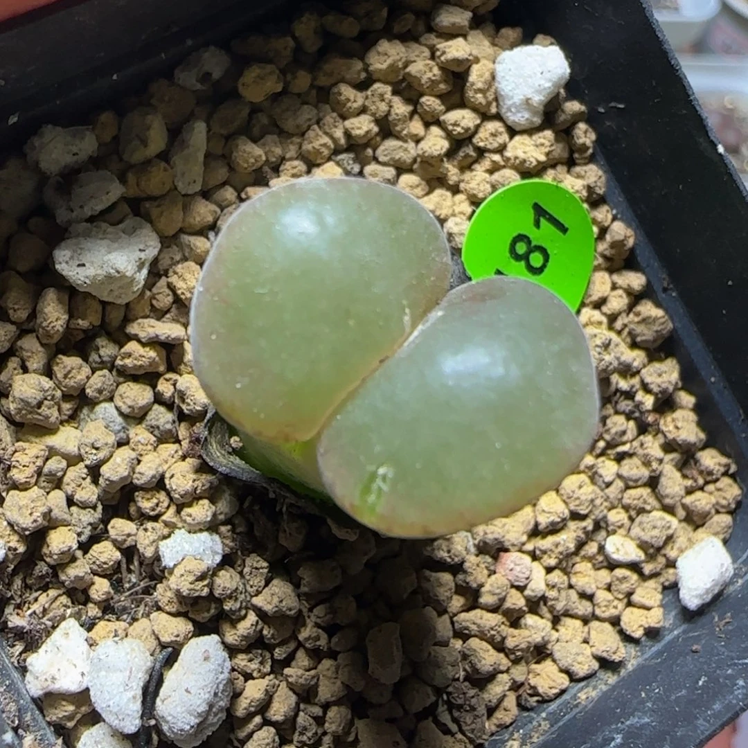 漂漂亮亮多肉植物181