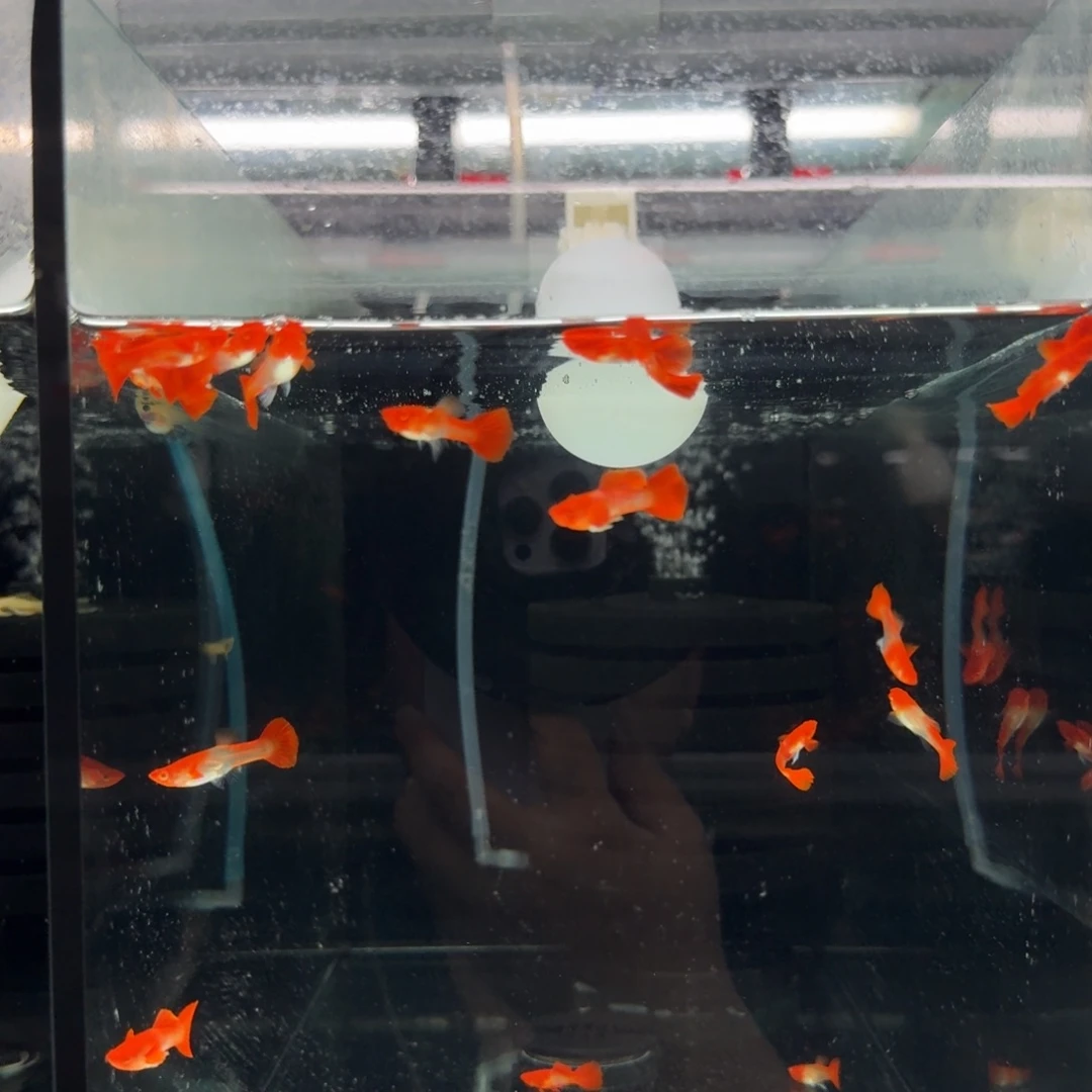 孔雀鱼鸿运当头18条整缸