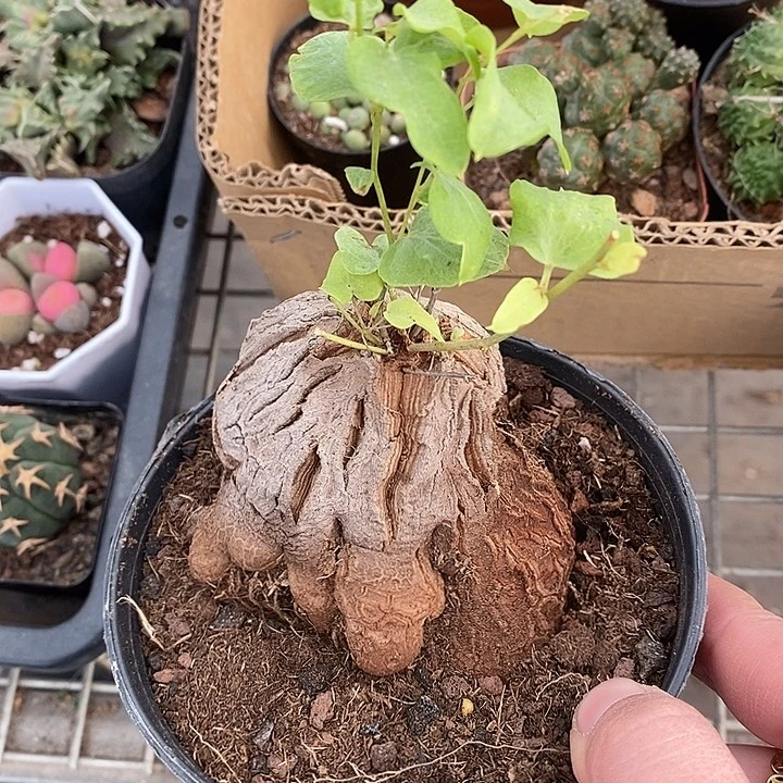 漂亮仙人球一物一拍