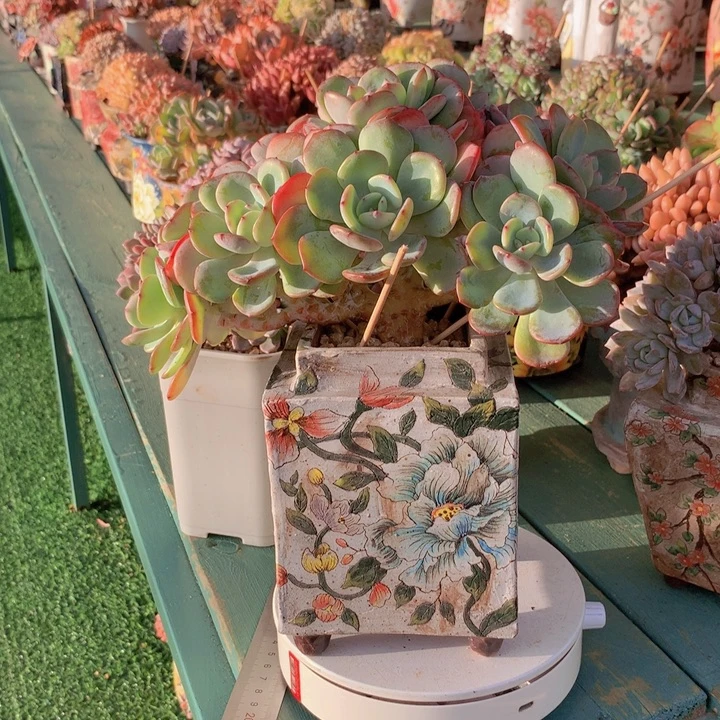 白月光朵朵无砍自然群